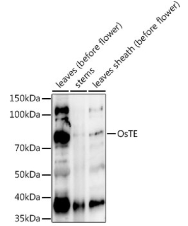 OsTE  Rabbit Polyclonal Antibody