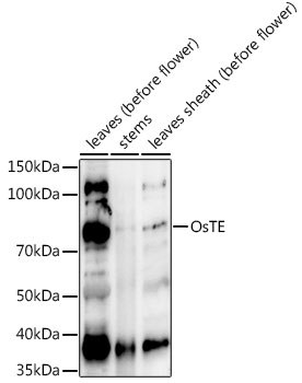 OsTE Rabbit Polyclonal Antibody
