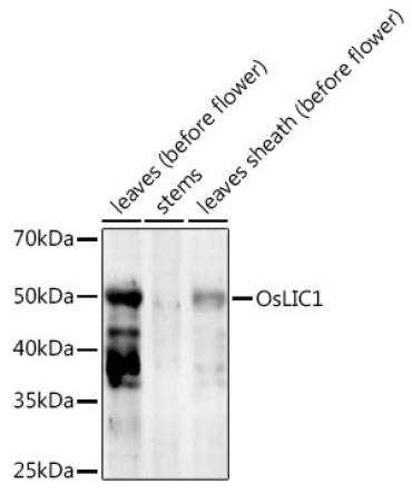 OsLIC1  Rabbit Polyclonal Antibody