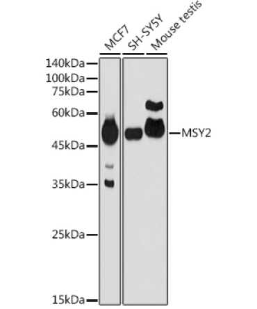 MSY2 Rabbit Polyclonal Antibody