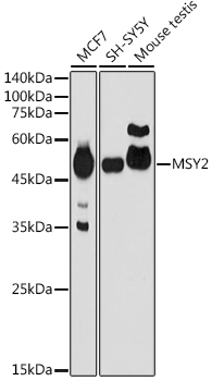 MSY2 Rabbit Polyclonal Antibody