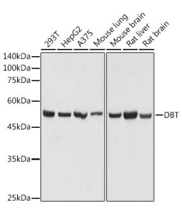 DBT Rabbit Polyclonal Antibody