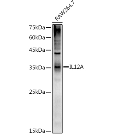 IL12A Rabbit Polyclonal Antibody