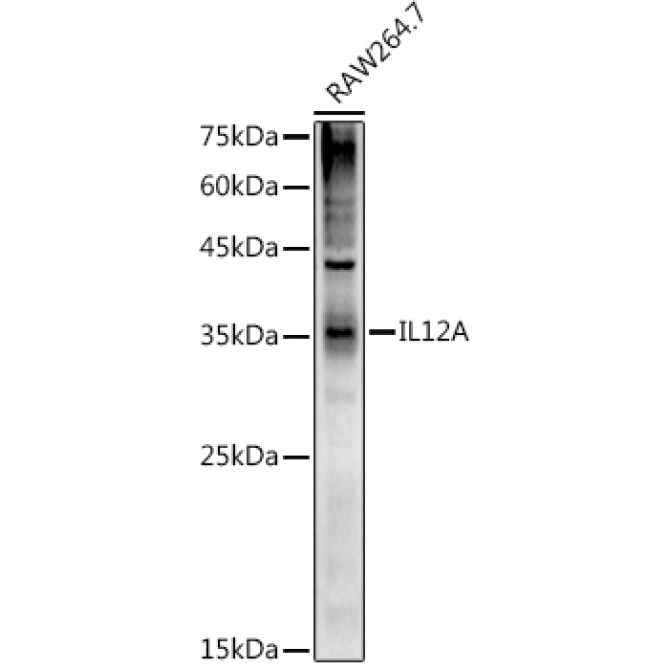 IL12A Rabbit Polyclonal Antibody