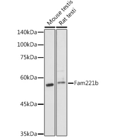 Fam221b Rabbit Polyclonal Antibody