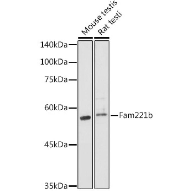 Fam221b Rabbit Polyclonal Antibody