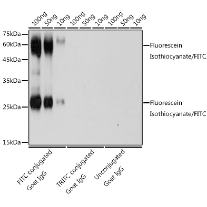 Fluorescein Isothiocyanate/FITC Rabbit Polyclonal Antibody