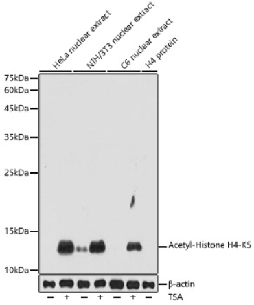 Acetyl-Histone H4-K5 Rabbit Polyclonal Antibody