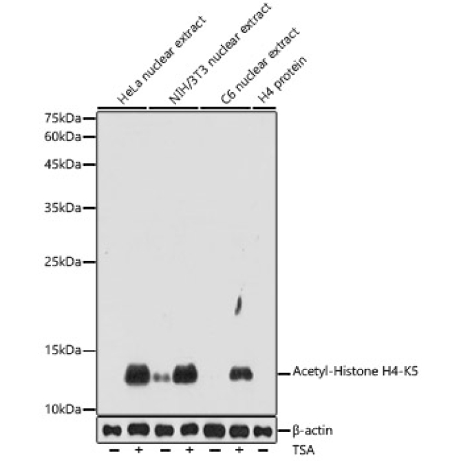 Acetyl-Histone H4-K5 Rabbit Polyclonal Antibody