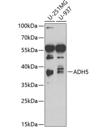ADH5/GSNOR Rabbit Polyclonal Antibody