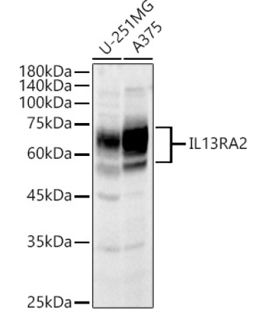 IL13RA2 Rabbit Polyclonal Antibody
