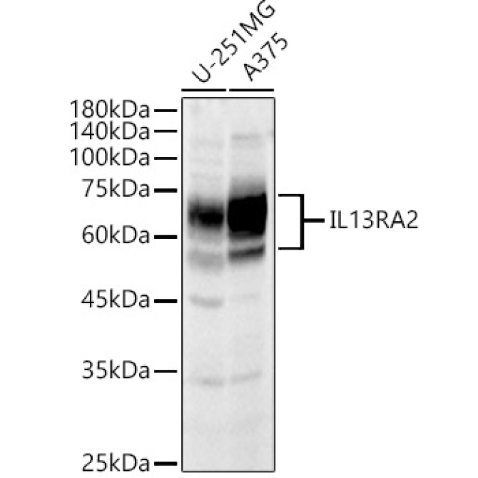 IL13RA2 Rabbit Polyclonal Antibody