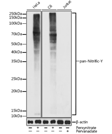 pan-Nitrific-Y Rabbit Polyclonal Antibody