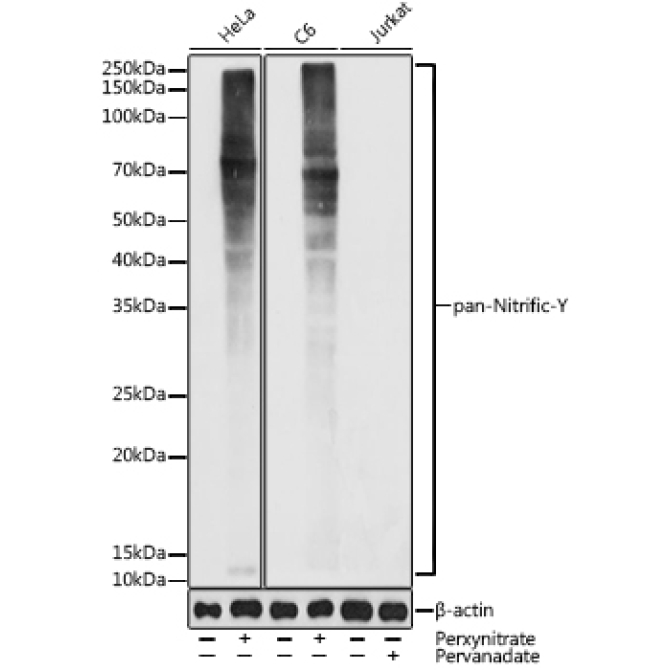 pan-Nitrific-Y Rabbit Polyclonal Antibody