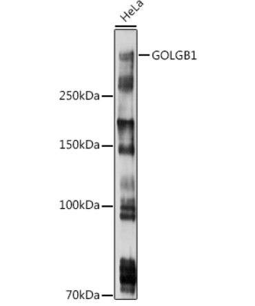 GOLGB1 Rabbit Polyclonal Antibody