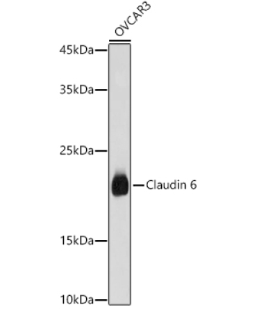 Claudin 6 Rabbit Polyclonal Antibody