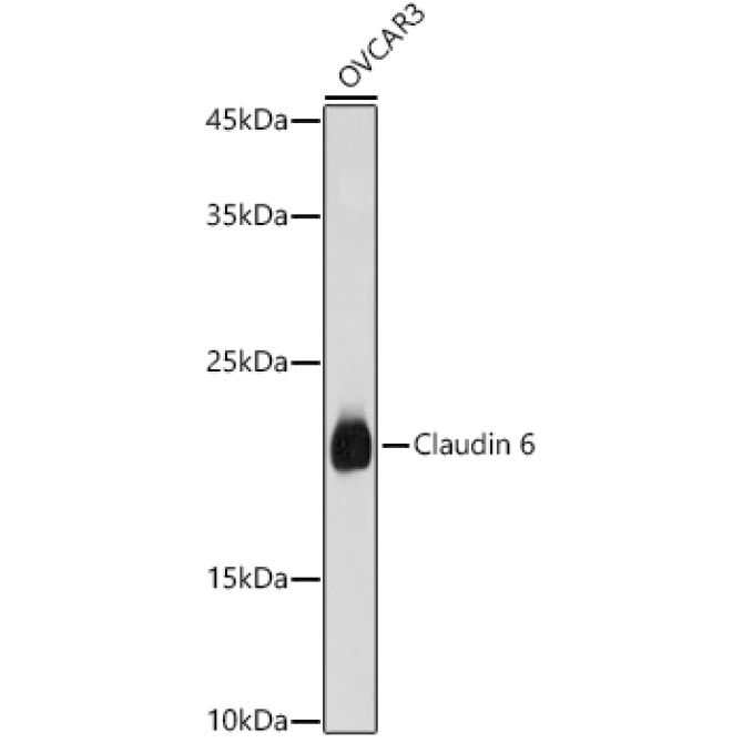 Claudin 6 Rabbit Polyclonal Antibody