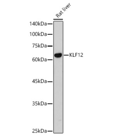 KLF12 Rabbit Polyclonal Antibody