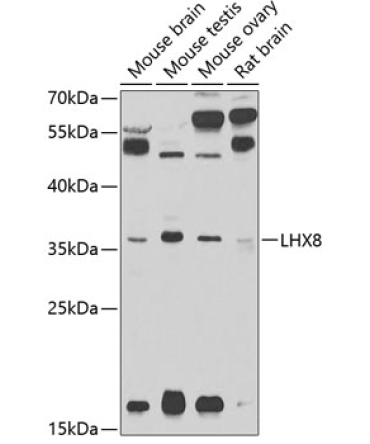 LHX8 Rabbit Polyclonal Antibody
