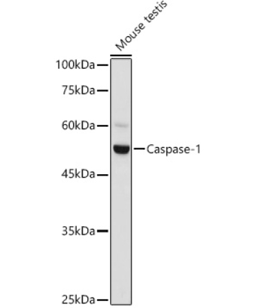 Caspase-1 Rabbit Polyclonal Antibody