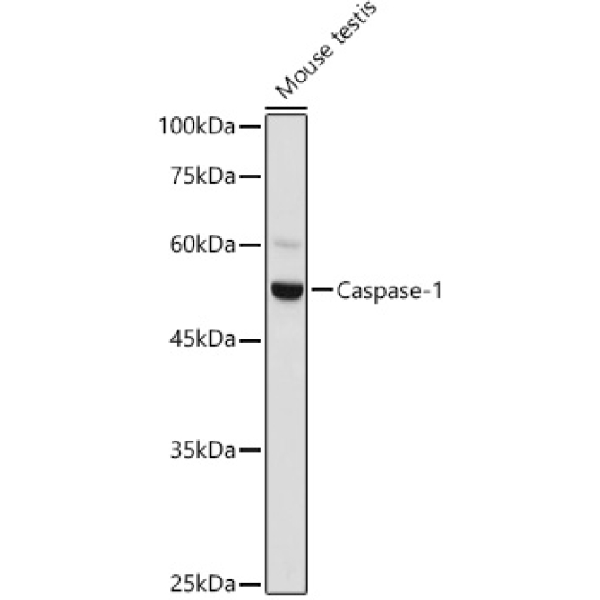 Caspase-1 Rabbit Polyclonal Antibody