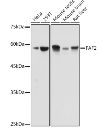 FAF2 Rabbit Polyclonal Antibody