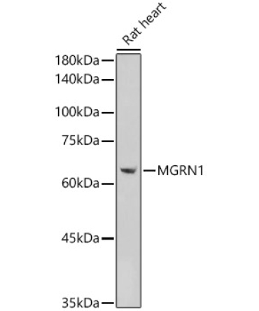 MGRN1 Rabbit Polyclonal Antibody