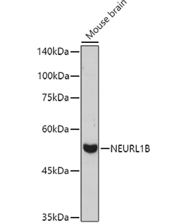 NEURL1B Rabbit Polyclonal Antibody