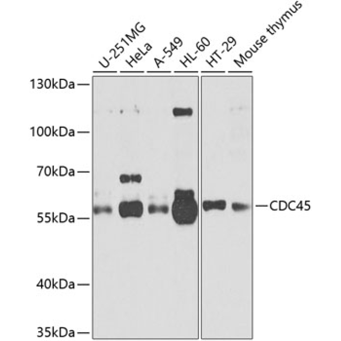 CDC45 Rabbit Polyclonal Antibody