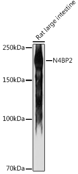 N4BP2 Rabbit Polyclonal Antibody