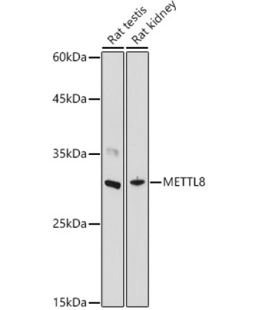 METTL8 Rabbit Polyclonal Antibody