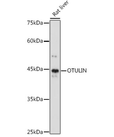 OTULIN Rabbit Polyclonal Antibody
