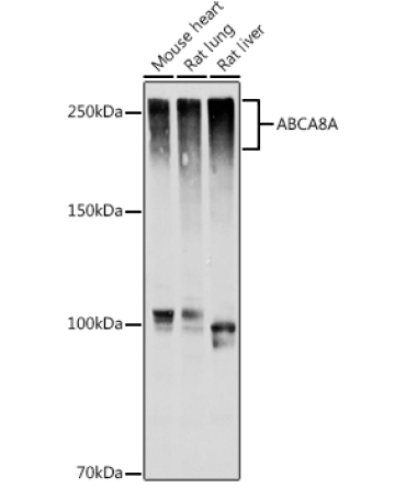 ABCA8A Rabbit Polyclonal Antibody