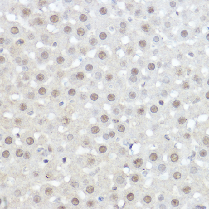 AHNAK Rabbit Polyclonal Antibody