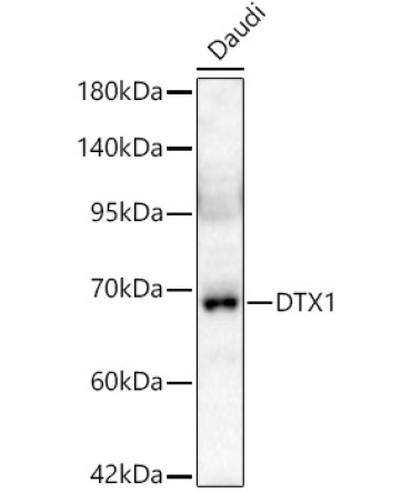 DTX1 Rabbit Polyclonal Antibody