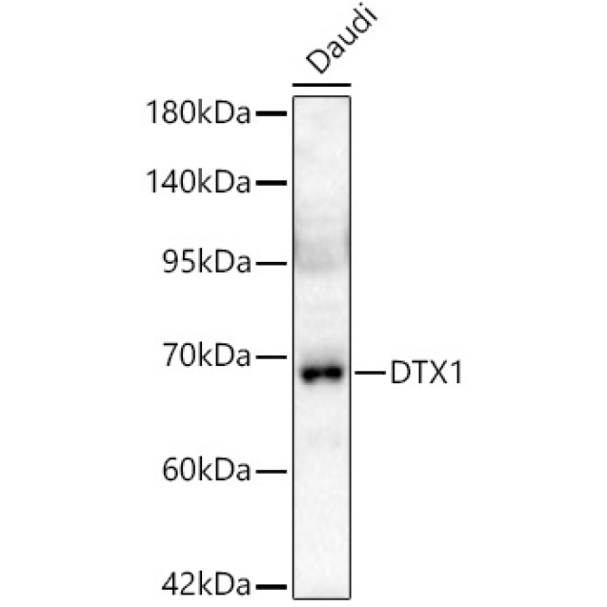 DTX1 Rabbit Polyclonal Antibody