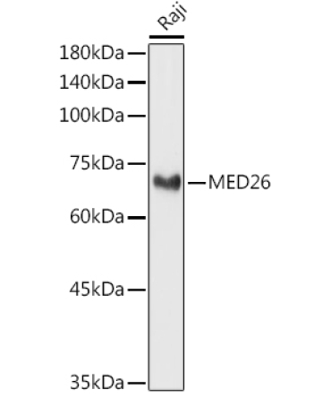 MED26 Rabbit Polyclonal Antibody