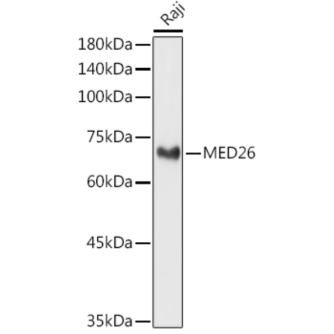 MED26 Rabbit Polyclonal Antibody