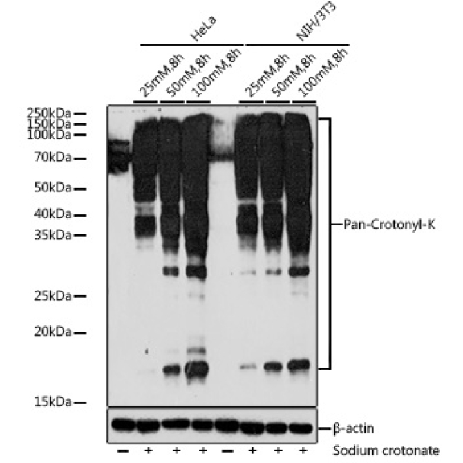 Pan-Crotonyl-K Rabbit Polyclonal Antibody