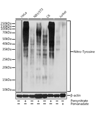 Nitro-Tyrosine Rabbit Polyclonal Antibody