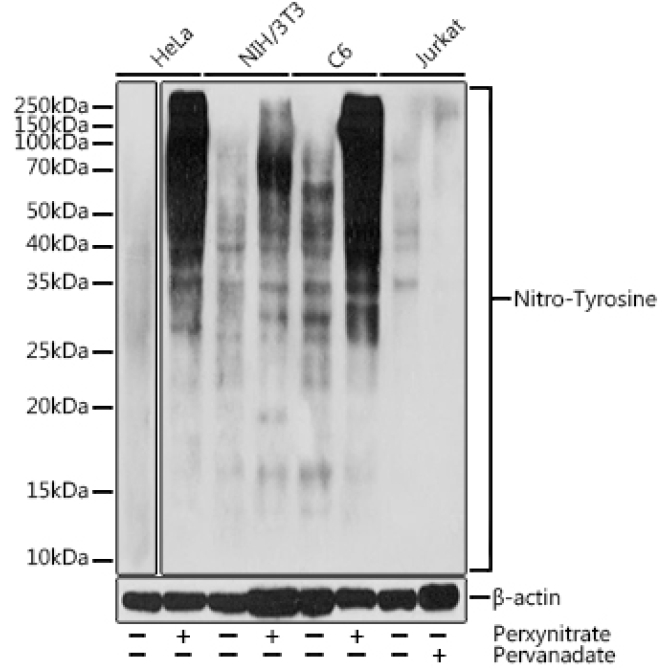 Nitro-Tyrosine Rabbit Polyclonal Antibody