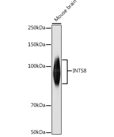 INTS8 Rabbit Polyclonal Antibody