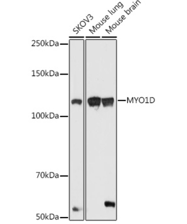 MYO1D Rabbit Polyclonal Antibody