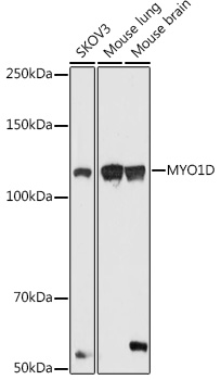 MYO1D Rabbit Polyclonal Antibody