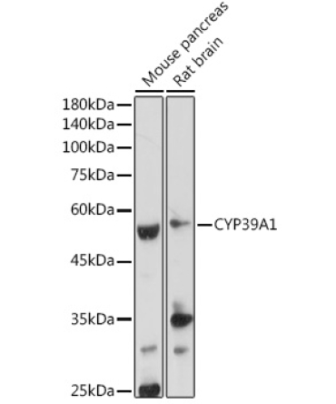 CYP39A1 Rabbit Polyclonal Antibody