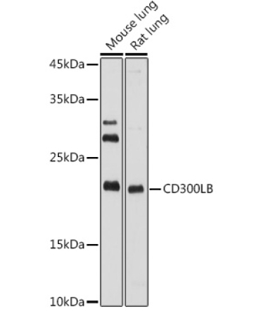 CD300LB Rabbit Polyclonal Antibody