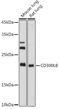 CD300LB Rabbit Polyclonal Antibody