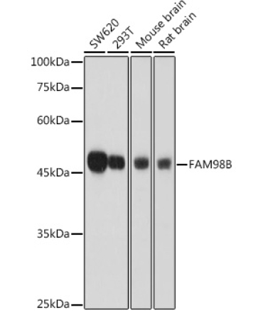 FAM98B Rabbit Polyclonal Antibody