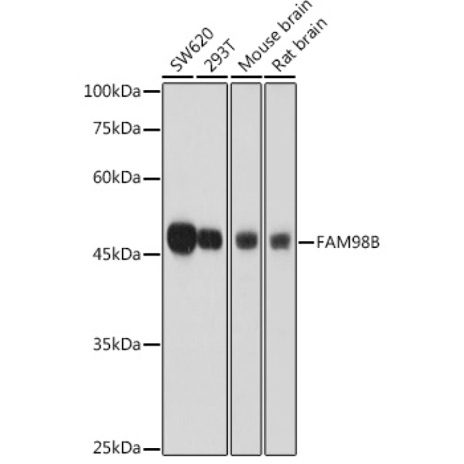 FAM98B Rabbit Polyclonal Antibody