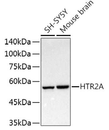 HTR2A Rabbit Polyclonal Antibody